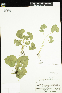 Viola cucullata image