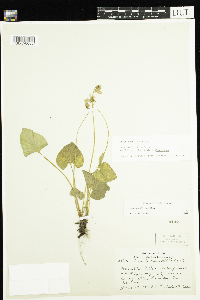 Viola cucullata image