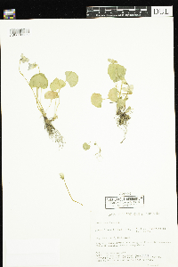 Viola cucullata image