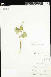 Viola cucullata image