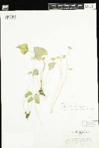 Viola cucullata image