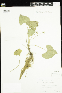 Viola cucullata image