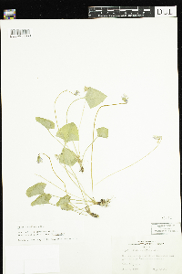 Viola cucullata image