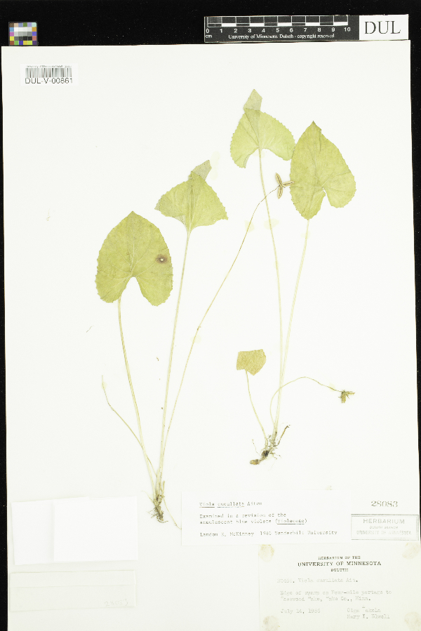 Viola cucullata image