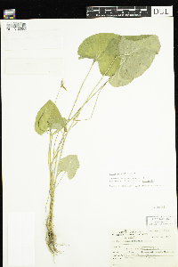 Viola cucullata image