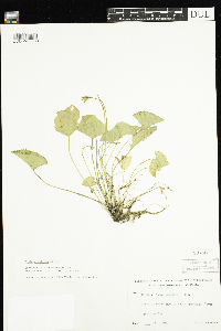 Viola cucullata image