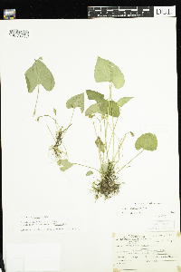 Viola cucullata image