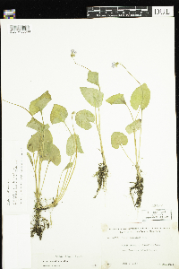 Viola cucullata image