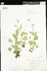 Viola cucullata image