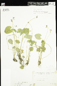 Viola cucullata image