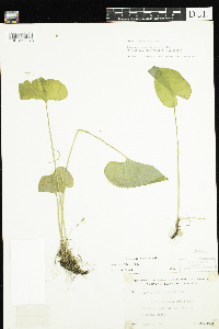 Viola cucullata image