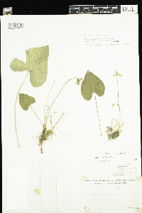 Viola cucullata image