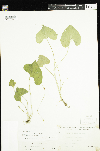 Viola cucullata image