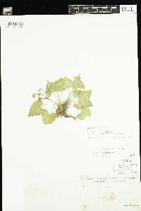 Viola cucullata image