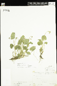 Viola cucullata image