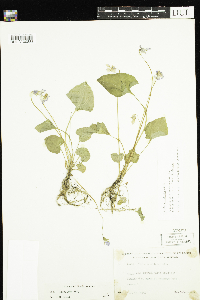 Viola cucullata image