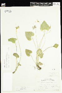 Viola cucullata image