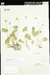 Viola cucullata image