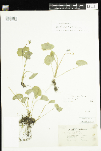 Viola cucullata image