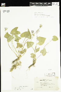 Viola cucullata image