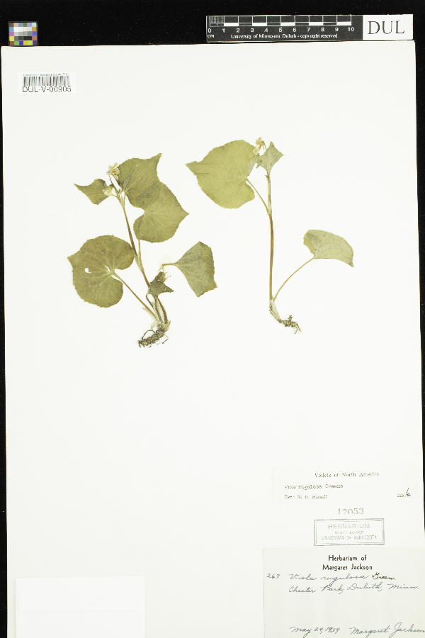 Viola rugulosa image