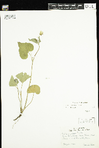 Viola rugulosa image
