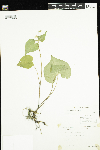 Viola rugulosa image