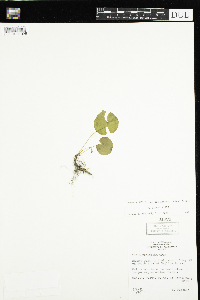 Viola blanda image