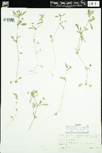 Viola rafinesquei image