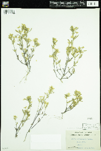 Viola rafinesquei image