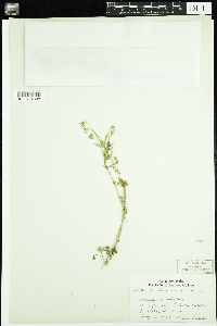 Image of Viola arvensis