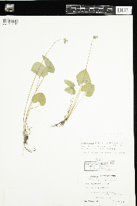 Viola affinis image