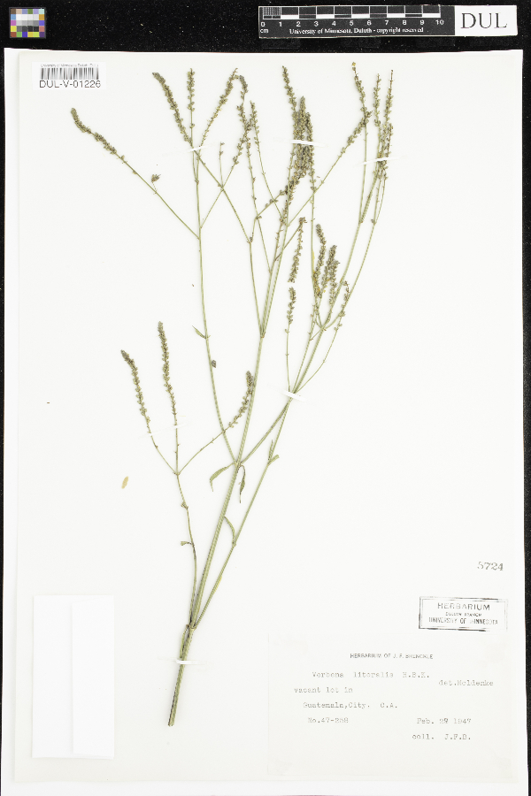 Verbena litoralis image