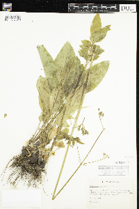 Valeriana occidentalis image