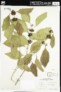 Callicarpa americana image