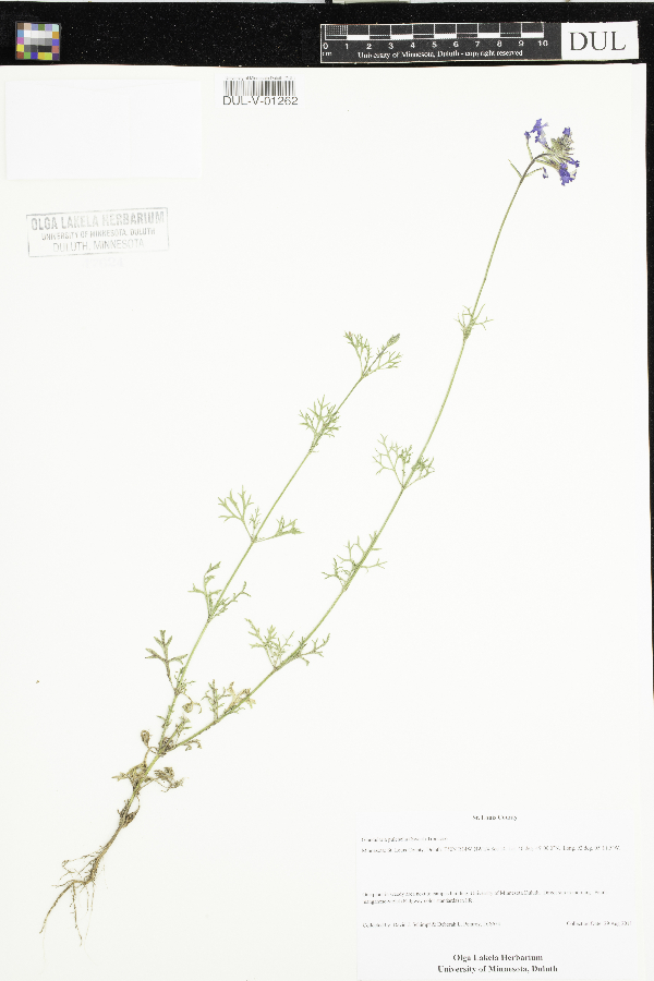 Glandularia pulchella image