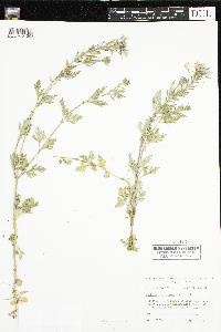 Image of Glandularia canadensis