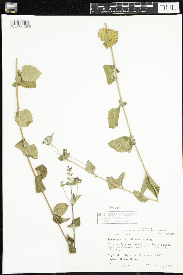 Lantana montevidensis image