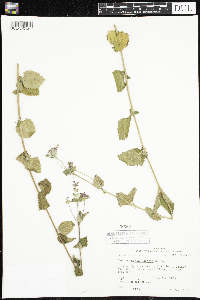thumbnail image of current specimen