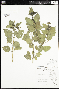 Lantana camara image