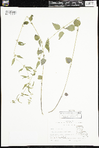 Image of Urtica chamaedryoides