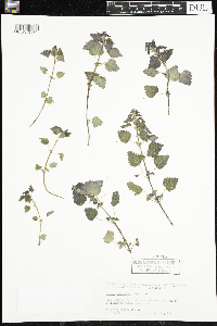 Urtica chamaedryoides image