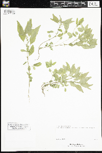 Image of Parietaria pensylvanica