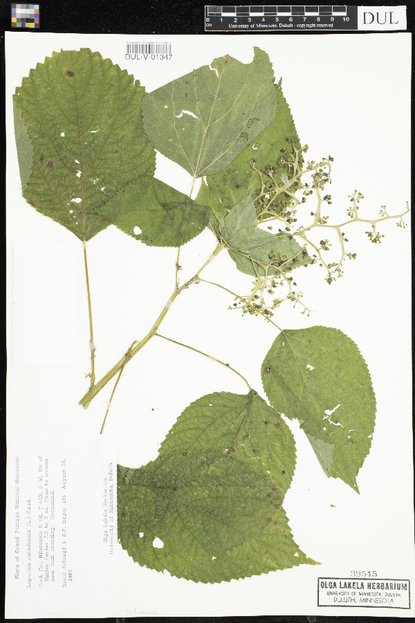 Laportea canadensis image