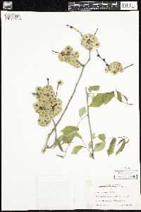 Ulmus procera image