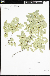 Image of Ulmus parvifolia
