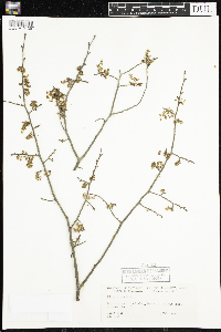 Ulmus alata image