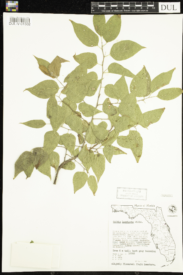 Celtis laevigata image