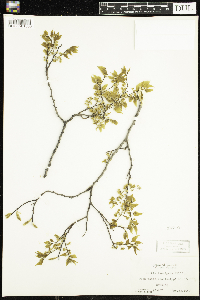 Celtis laevigata image