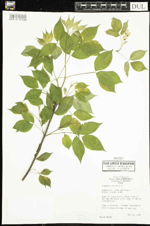 Staphylea trifolia image